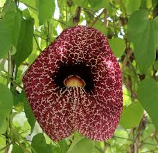 Image result for Aristolochia gigantea