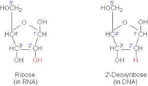 Resultado de imagem para pentose dna