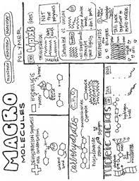 Macromolecules are formed from dehydration synthesis. Macromolecules Sketch Notes 2 Pages By Sketch Notes By Mrs Reynolds