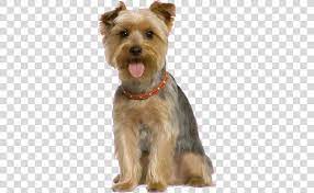 Dog Grooming Pet Sitting Dog Training Dog Png Free Download Dog Grooming Dog Training Dogs