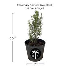 Image result for rosemary container