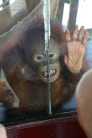 You don't have to go all the way to borneo (east malaysia) to see orangutans! Bukit Merah Orangutan Island Foundation Perak Album On Imgur