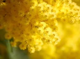 Festa della donna 8 marzo 2017 discoteca bussola versilia 50 sfumature di rosso. Festeggia Con Noi La Festa Della Donna 2016 Due Stelle Reggiolo