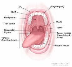 Tongue Cancer Cancer Stat Facts