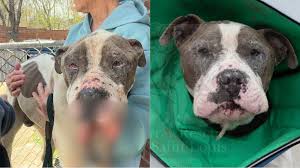 A stray dog was found seriously injured with at least four gunshot wounds  on New Year's Eve in Saint Louis, Missouri, United States, in an incident  that shocked rescuers and neighbors. On