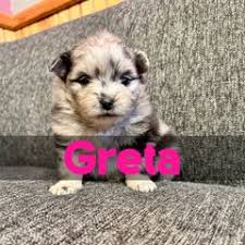 25 cute Pomeranian puppies for sale in Walla Walla, Washington