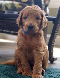 Our pups are known for their playful spirits, gorgeous coats, and sweet dispositions. Goldendoodle Puppy F2b Non Shedding For Sale In Raleigh North Carolina Classified Americanlisted Com
