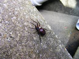 Spider younglings are often hard to distinguish from other spider species. False Widow Spider The Wildlife Trusts