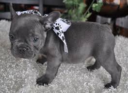French bulldog cost more money then english bulldog just. French Bulldog Puppies Blue Archives American Bully And Bulldog French Bulldog Blue Bulldog Puppies French Bulldog Puppies