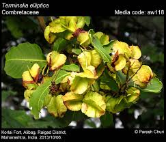 Image result for Terminalia randii
