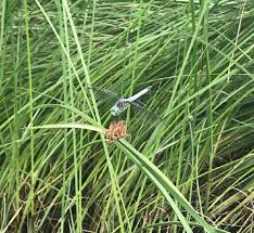 Image result for Schoenoplectus muricinux