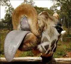 This, my dear reader, is the tale of how george got a long neck. Abby Our World Famous Giraffe Giraffe Pictures Funny Giraffe Pictures Animals Beautiful