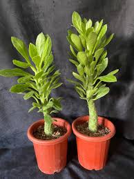Image result for Monadenium lugardiae