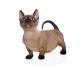 Munchkin cat - Wikipedia