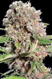 These compounds are detectable by the human nose at concentrations of only 11.3 parts per billion. Mendocino Skunk Paradise Seeds Finest Seed Collection