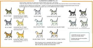 While it's difficult to say which allele is dominant and which is recessive. Colour And Pattern Charts Cat Colors Mean Cat Tabby Cat