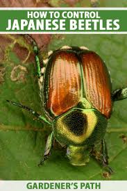 Feb 02, 2018 · summer pruning encourages your tree to produce higher fruit crops and stops your trees becoming too big. How To Get Rid Of Japanese Beetles Gardener S Path