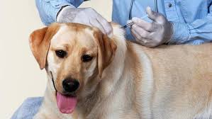 #virbac #saludanimal #milpro #antiparasitariointerno #gatos #cats #catslovers #mascotas #pets. Wurmkur Fur Den Hund Richtig Entwurmen Tiergesund De