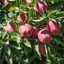 Best washington fruit trees for sale. Buy Affordable Red Delicious Apple Trees At Our Online Nursery Arbor Day Foundation Buy Trees Rain Forest Friendly Coffee Greeting Cards That Plant Trees Memorials And Celebrations With Trees And More