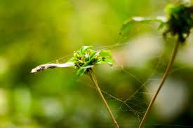 Image result for Sclerocarpus africanus