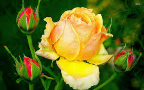 Yellow Rose Wallpapers Rose Flower Wallpaper Yellow Rose Flower Yellow Roses
