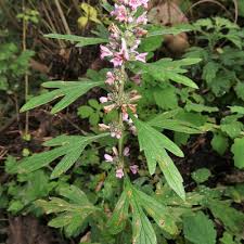 Image result for Leonurus japonicus