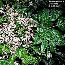 Image result for Meliaceae