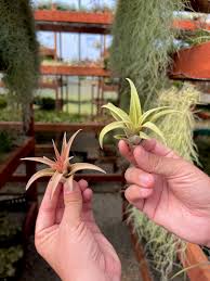 Image result for Buchnera capitata