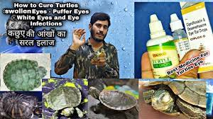 Turtles Eye Treatment - Turtles eye Closed - Which suppliments to use treat  Turtles swallow eyes - YouTube