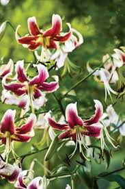 Top 10 rated wichita florists. 20 Dahlia Lily Ideas Dahlia Summer Garden Plants