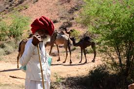 Camels' humps consist of stored fat, which they can metabolize when food and water is scarce. The Raikas Of Rajasthan