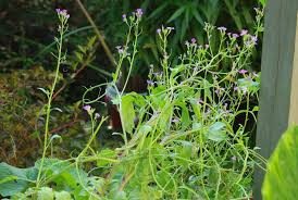 Image result for root-tail