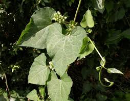 Train on trellises or strings, or use as a highly ornamental seasonal ground cover. Sand Vine Climbing Milkweed Blue Vine Honey Vine Angle Pod Mdc Teacher Portal