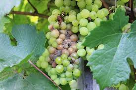 Image result for Botrytis cinerea