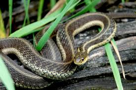 The majority of snakes in america try to run so theres no need. Should You Remove A Garter Snake Bug House Pest Control