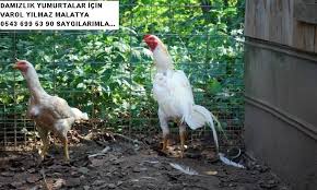 Tel 0543 699 53 90 Ciftligimiz Bunyesinde Cikma Garantili Kuluckalik Hint Yumurtasi Hint Horozu Yavru Kart Tavuk Civciv Ve Balik Unu Temin Ede Horoz Hint Resim
