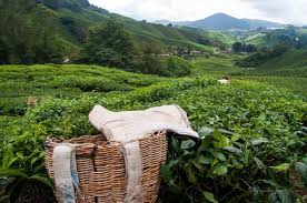 We did not find results for: Runaway Photo Cameron Highlands Tea Country Malaysia