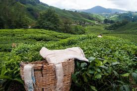Famed for its tea plantations, this hill station is brimming with nature's brilliance. Runaway Photo Cameron Highlands Tea Country Malaysia
