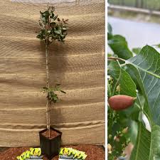 Image result for Pistacia