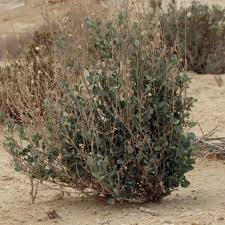 Image result for Atriplex halimus