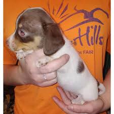 Megan peeler on free chihuahua puppies craigslist. Very Sweet And Playful Mini Dachshund Puppies In Fairmont West Virginia Puppies For Sale Near Me
