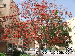 Image result for Erythrina abyssinica × lysistemon