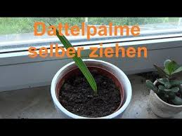 Dattelpalme Zuchten Dattel Selber Ziehen Datteln Palmen Vermehren Youtube In 2020 Dattel Zuchten Pflanzenkunde