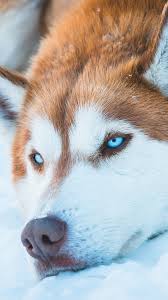 All dog lovers want to see this beautiful creature on their pc, laptop and smart devices, so here you will find high quality wallpaper that will fit on your devices perfectly. Siberian Husky Dog 4k Wallpaper 4 564