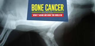 Osteosarcoma is an aggressive cancer that can develop in any bone of the body but the majority is seen in the limbs. Bone Cancer In Dogs What It Means For Your Dog And What You Can Do