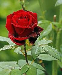 Image result for red rose