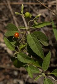 Image result for Solanum tettense