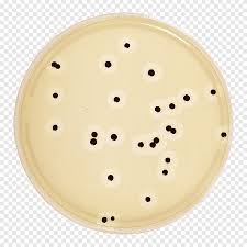 Maybe you would like to learn more about one of these? Agar Plate Mueller Hinton Agar Mannitol Salt Agar Baird Parker Agar Staph Bacteria Material Industry Png Pngegg