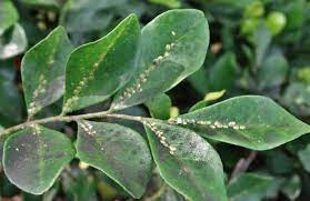 Check spelling or type a new query. Sooty Mold Techniques And Organic Treatments To Avoid Blackish Leaves
