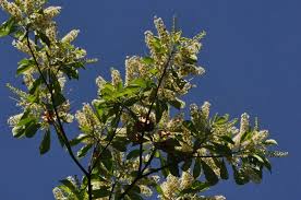 Image result for Terminalia phanerophlebia